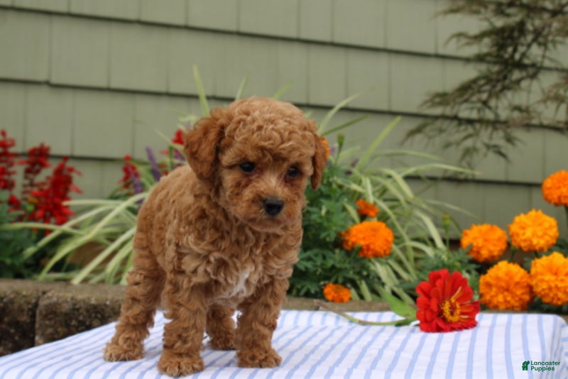 Miniature Poodle dogs Henry - Ad 2