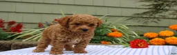 Miniature Poodle dogs for sale: Henry - Ad 2