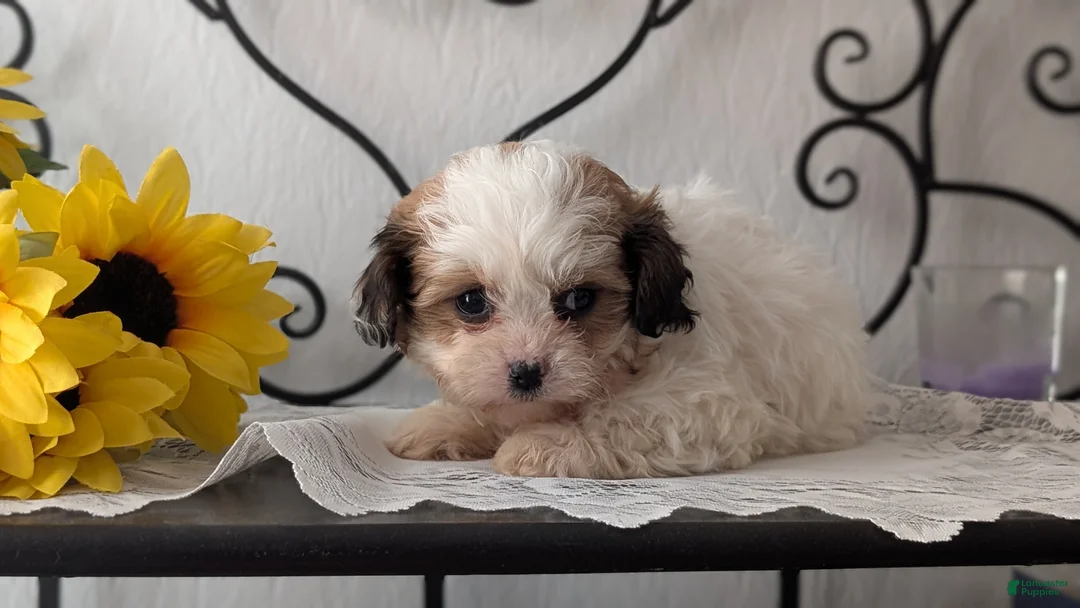 Teddy Bear dogs for sale: Gemma  - Ad 5