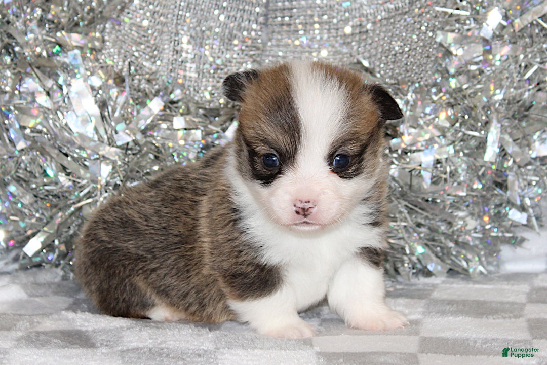 Welsh Corgi Pembroke dogs for sale: Mannie - Ad 6
