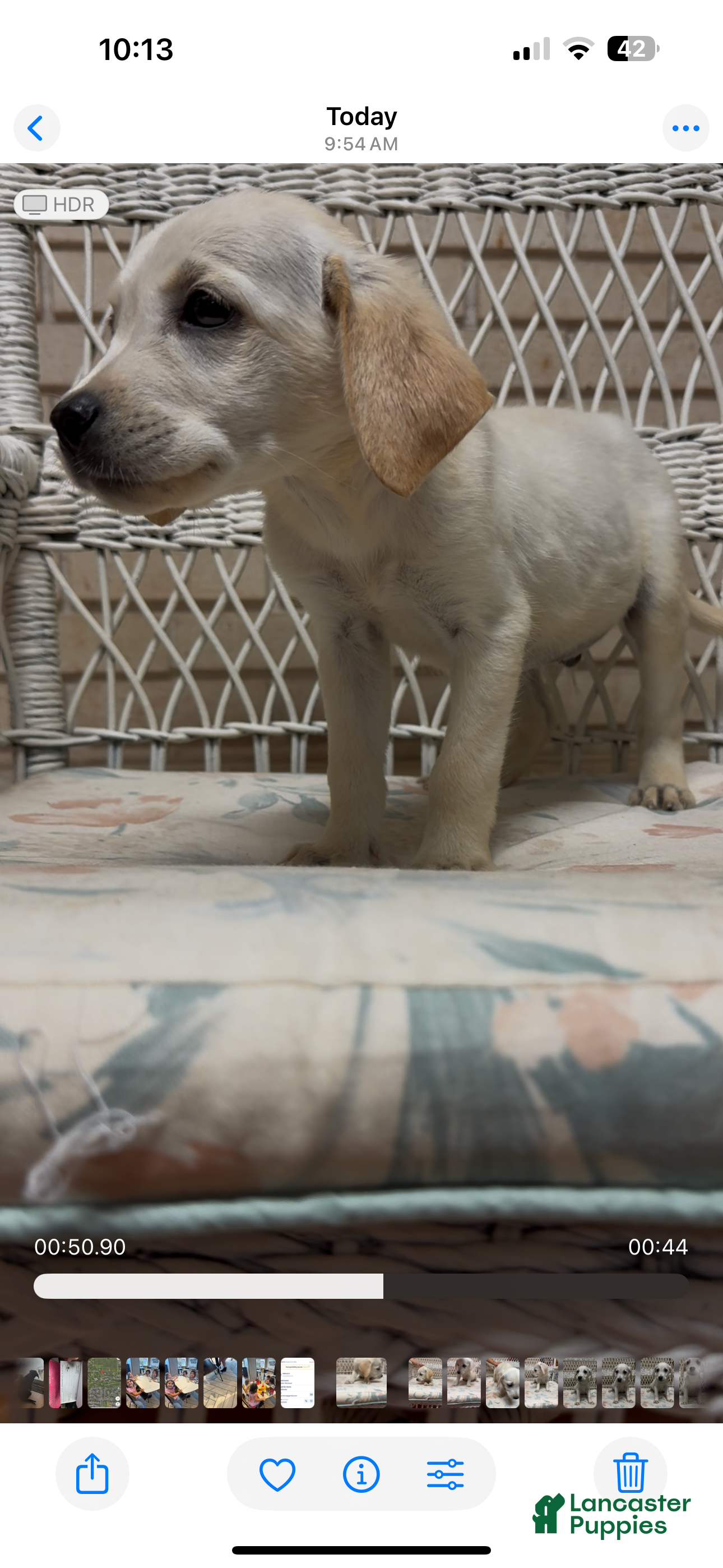 Labrador Retriever dogs for sale: Labrador Retriever Jackie - Ad 22