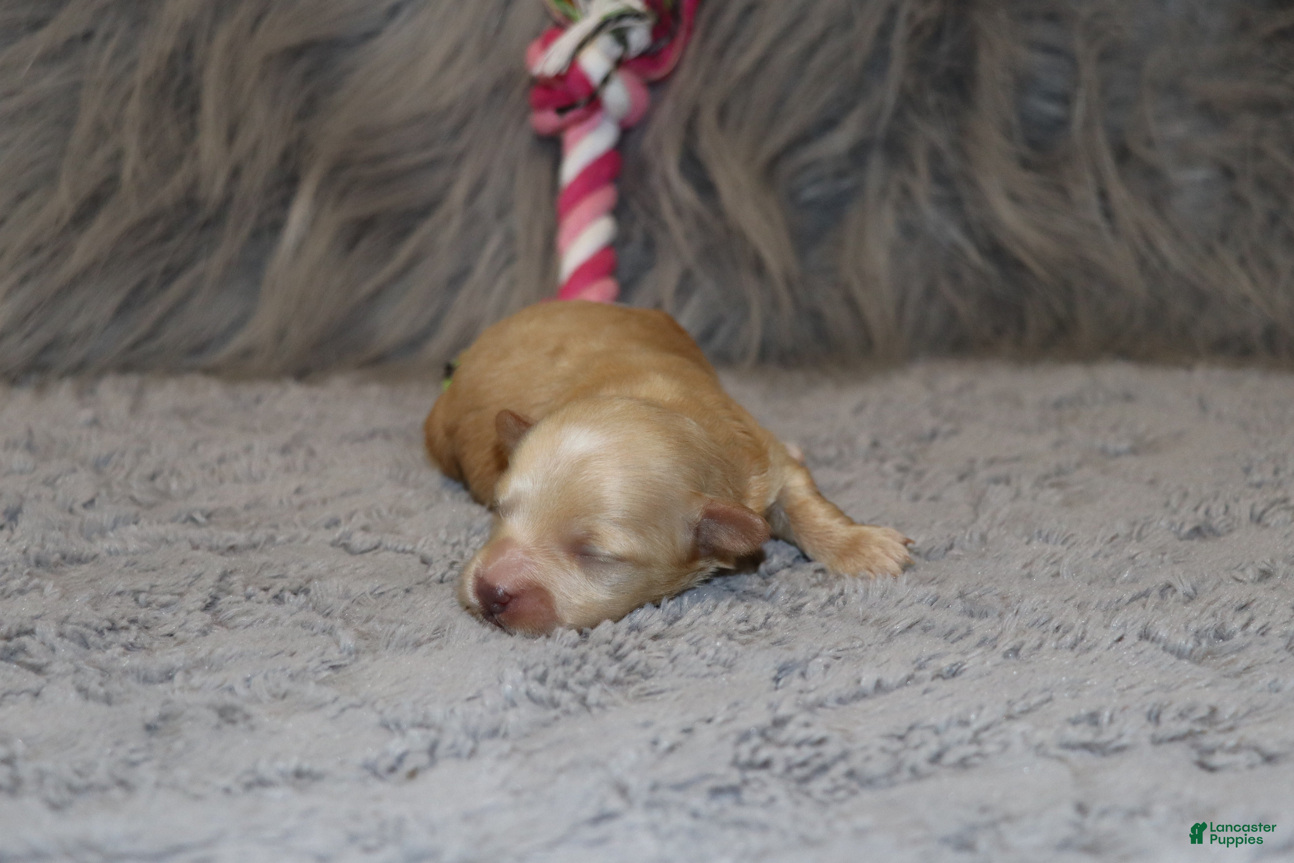 Havapoo dogs Family Companion 👨‍👨‍👧‍👦💞🐕 C - Ad 1