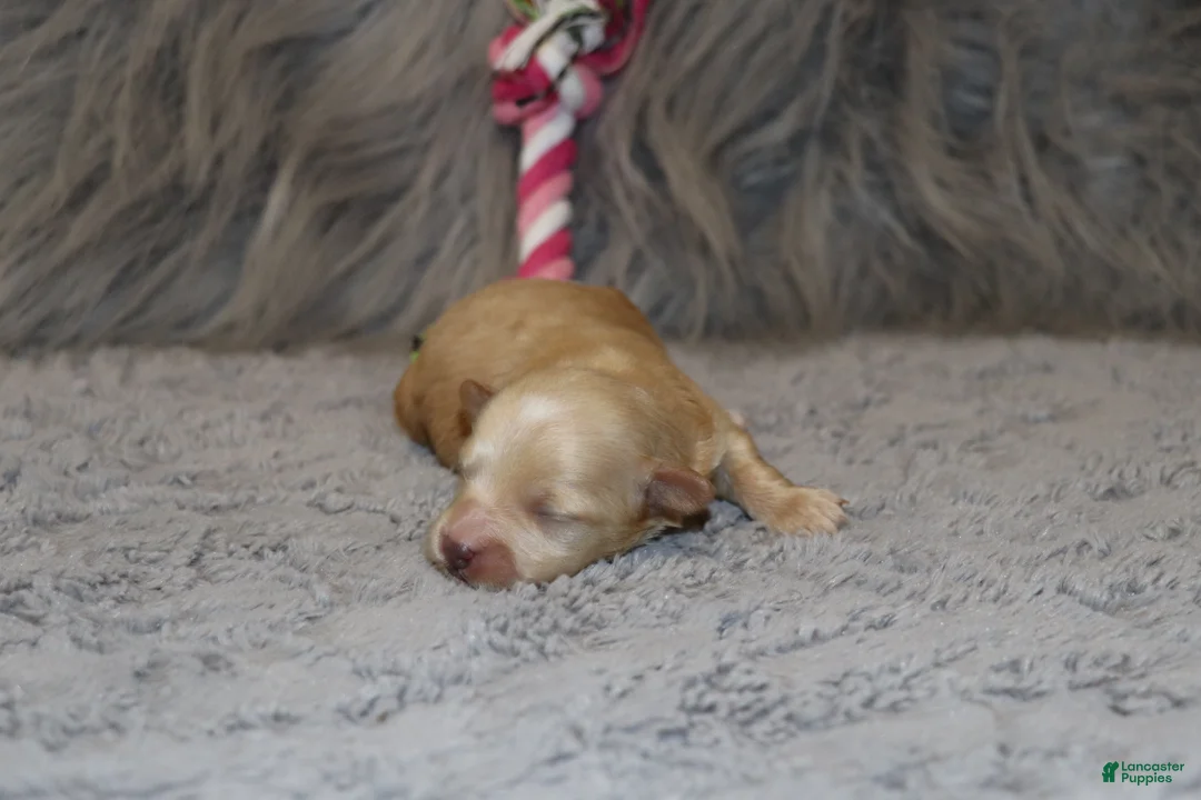 Havapoo dogs for sale: Family Companion 👨‍👨‍👧‍👦💞🐕 C - Ad 1