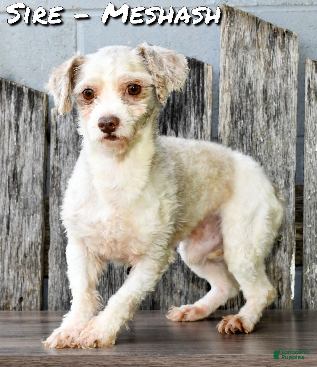 Havanese dogs for sale: Freddy - Ad 11