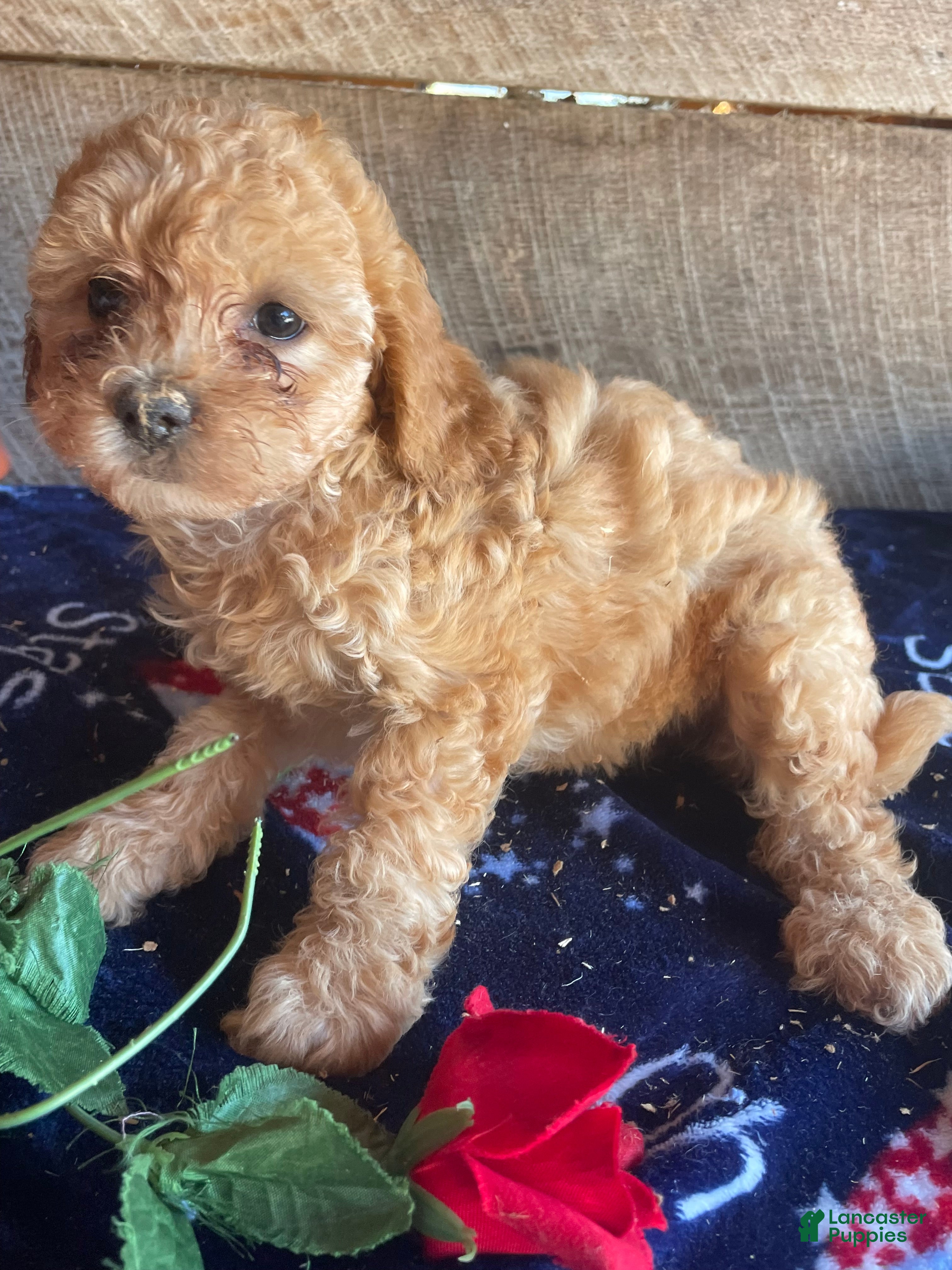 Cavapoochon dogs Ruby - Ad 14