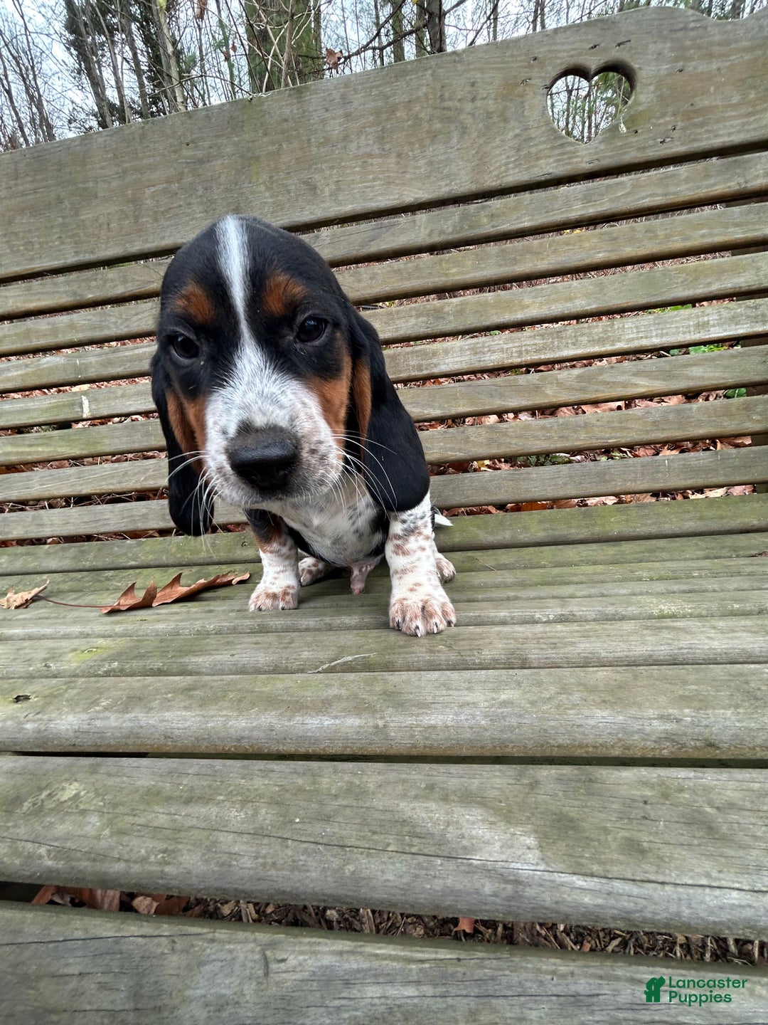 Beagle dogs for sale: Curly - Ad 1