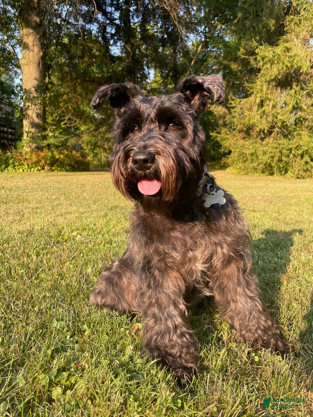 Gallery Image {{count}}