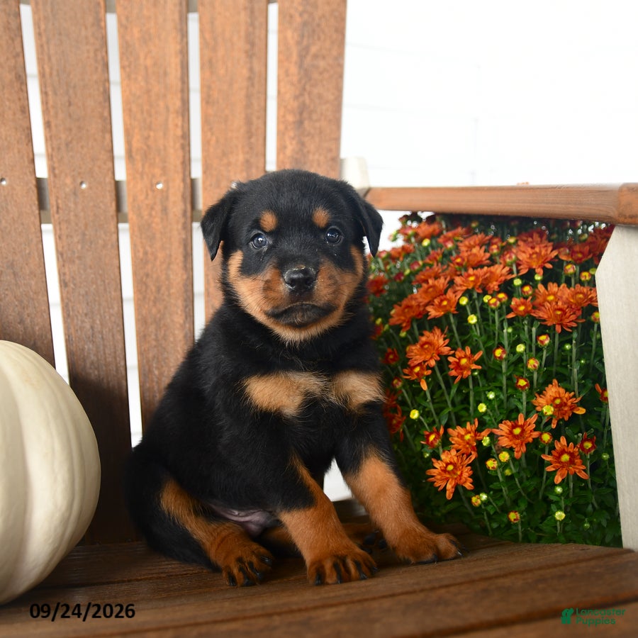 Rottweiler dogs Parker  - Ad 2