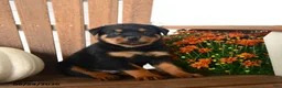 Rottweiler dogs for sale: Parker  - Ad 2