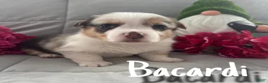 Bacardi 