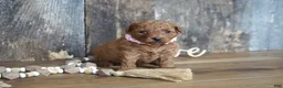 Cavapoo dogs for sale: Amelia - Ad 2