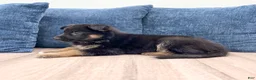 German Shepherd dogs for sale: Jerry - Ad 3