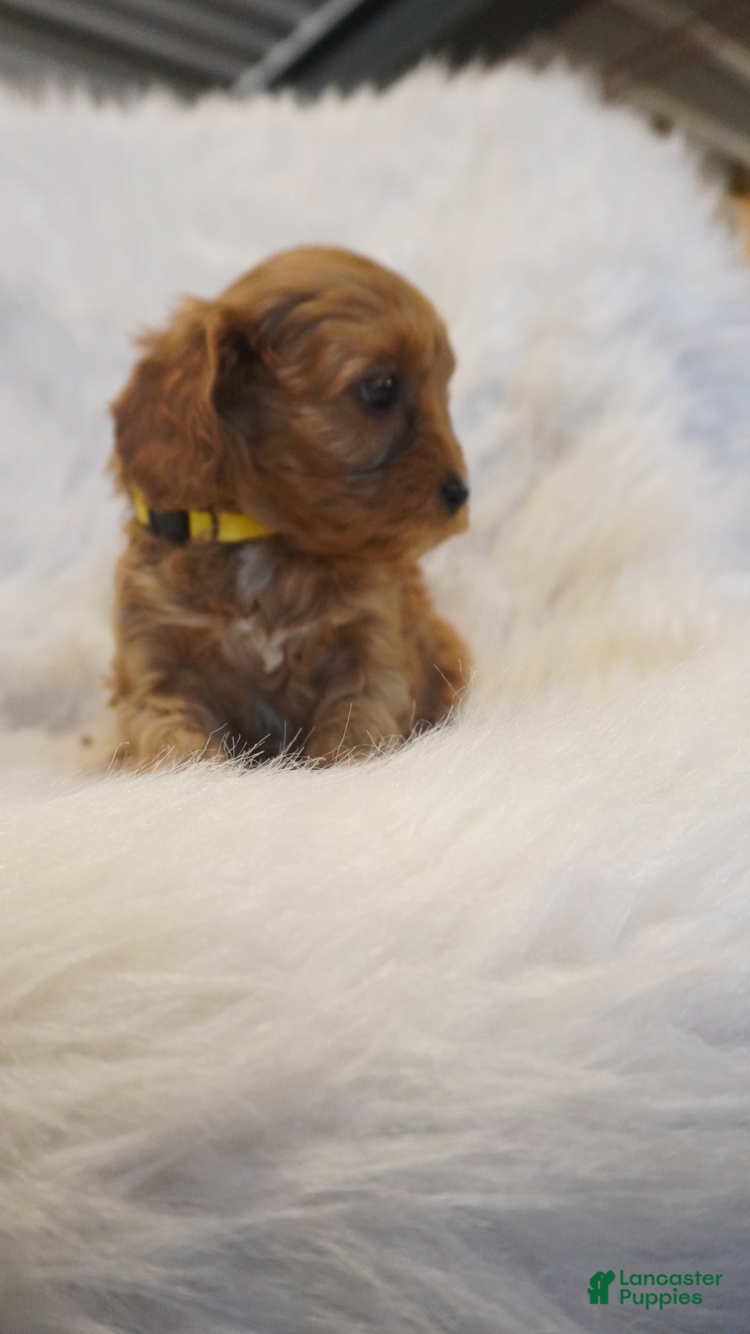 Cavapoo dogs for sale: Venus  - Ad 5