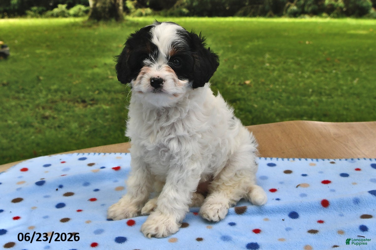 Cavapoo dogs Bubbles - Ad 2