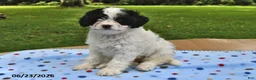 Cavapoo dogs for sale: Bubbles - Ad 2