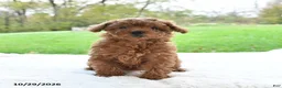 Toy Poodle dogs for sale: Rosie - Ad 2
