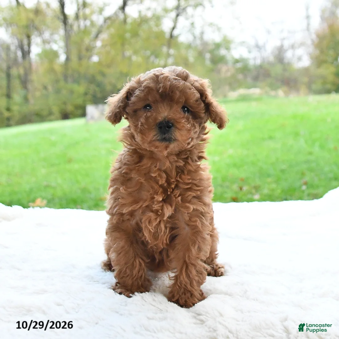 Toy Poodle dogs for sale: Rosie - Ad 2