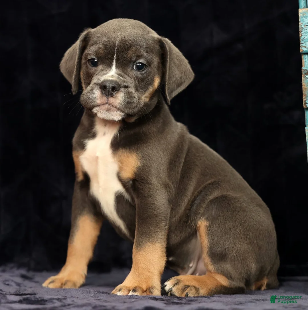 Beabull dogs for sale: Chad - Ad 2