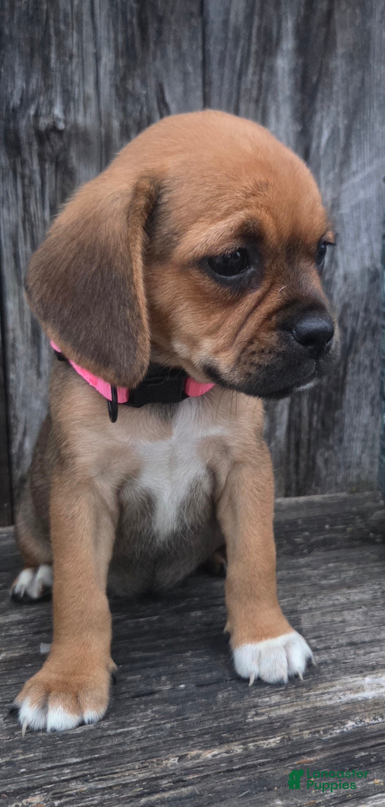 Puggle dogs Sophie - Ad 1