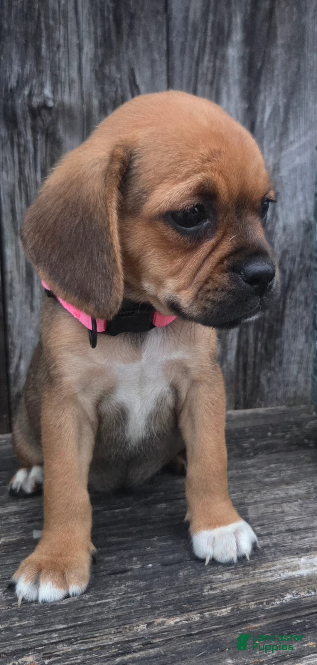 Puggle dogs for sale: Sophie - Ad 1