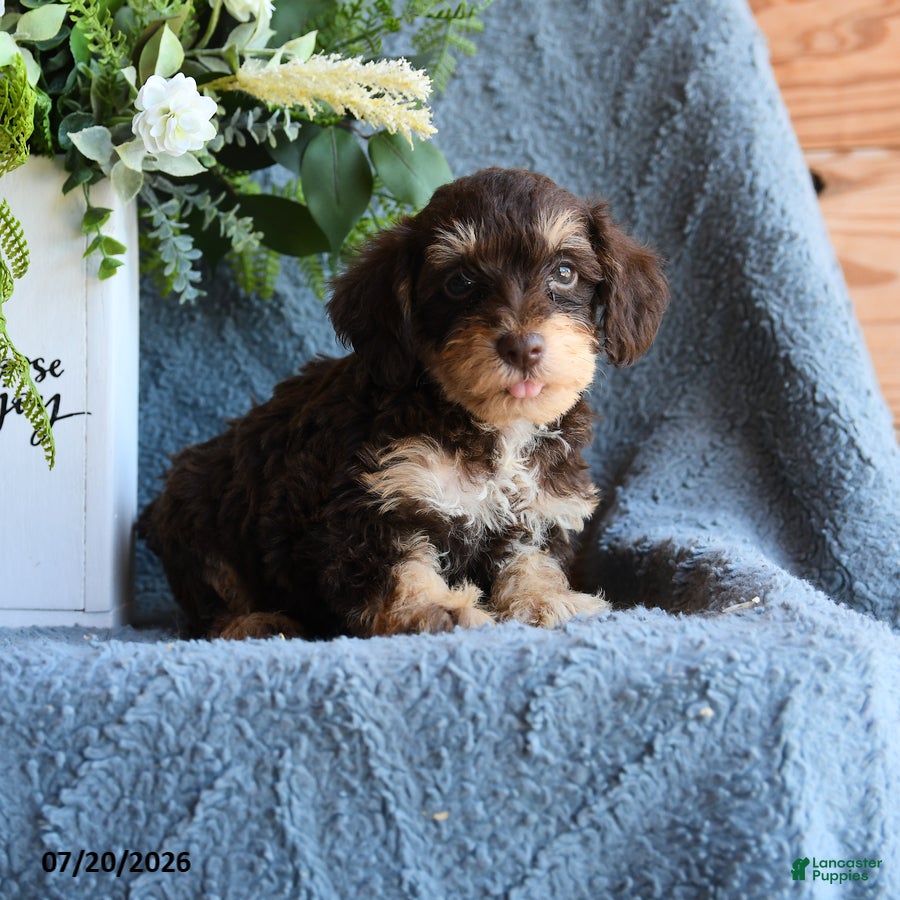 Schnoodle dogs Pippin - Ad 2