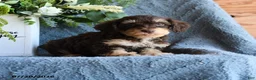 Schnoodle dogs for sale: Pippin - Ad 2