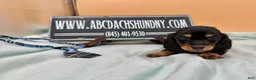 Miniature Dachshund dogs for sale: Ch bred AKC Russian  - Ad 6