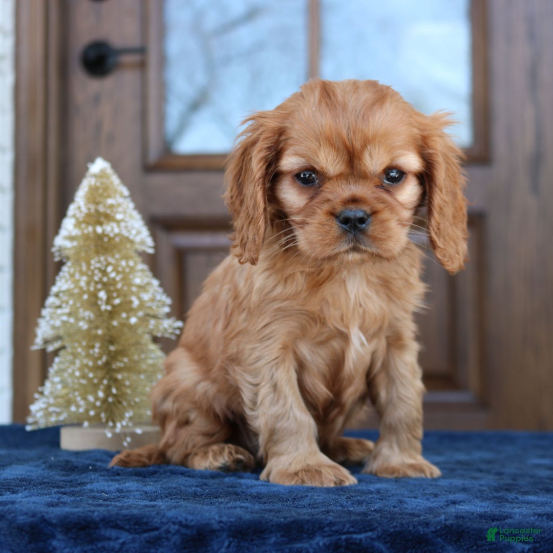 Cavapoo dogs for sale: Dean  - Ad 1