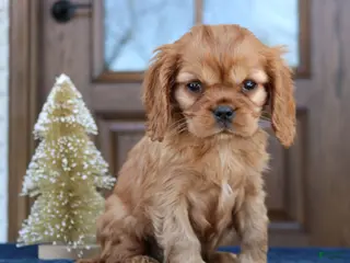 Cavapoo dogs Dean - Ad 10