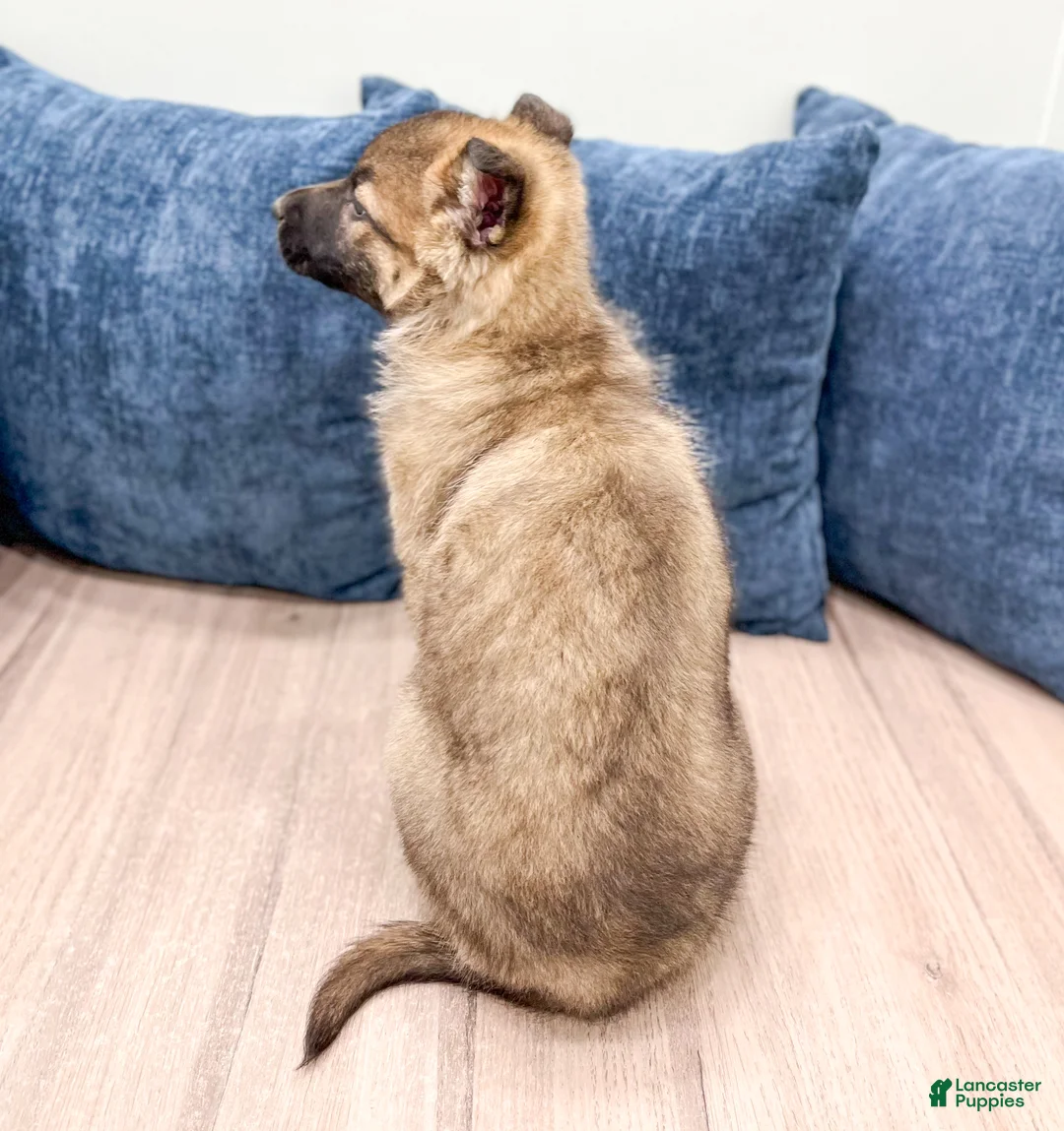 German Shepherd dogs for sale: Kendra - Ad 5