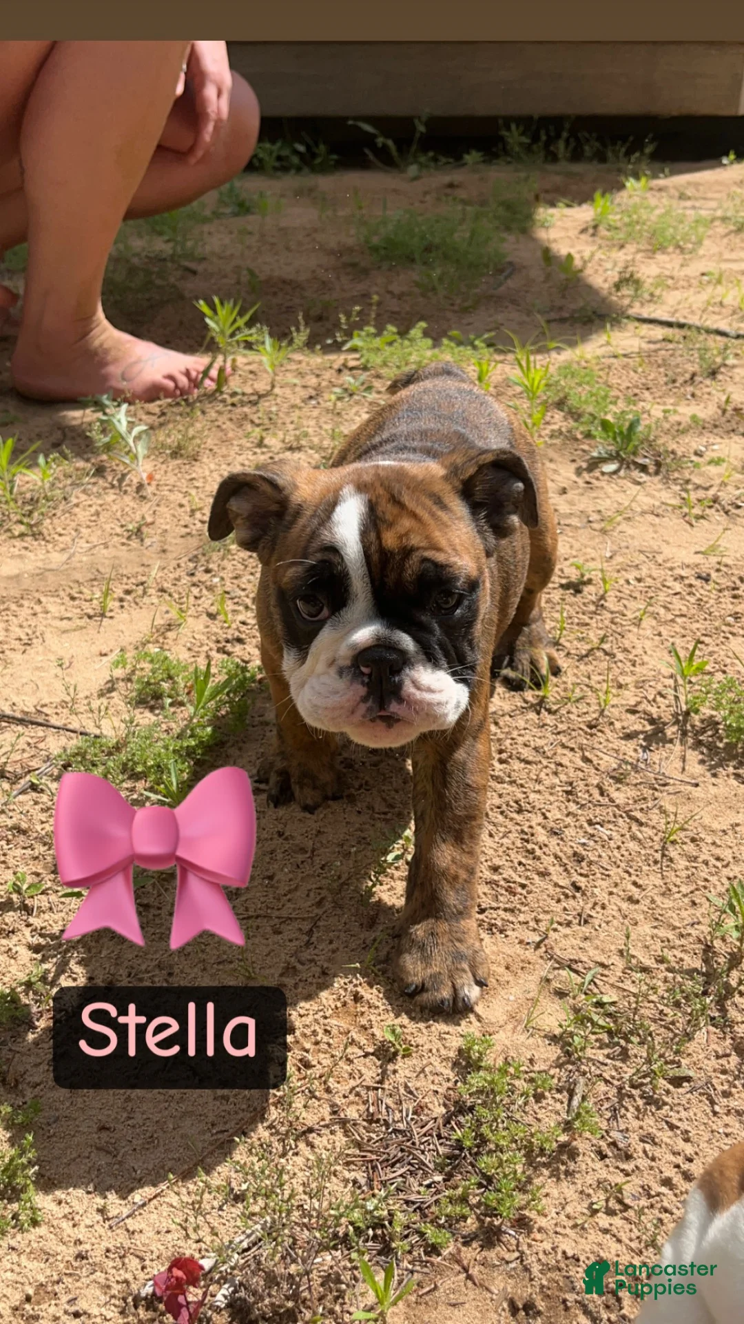English Bulldog dogs for sale: Stella - Ad 1