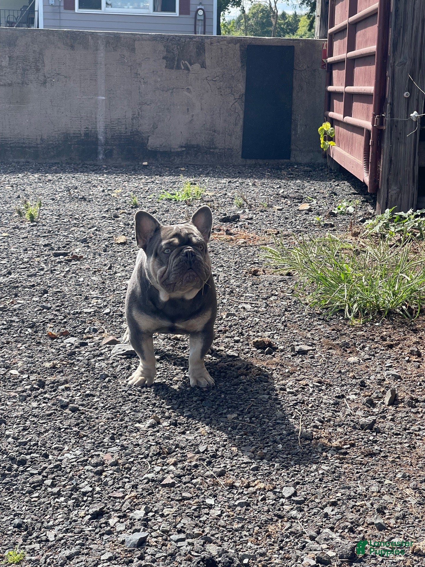 French Bulldog dogs Theo French Bulldog Stud - Ad 2