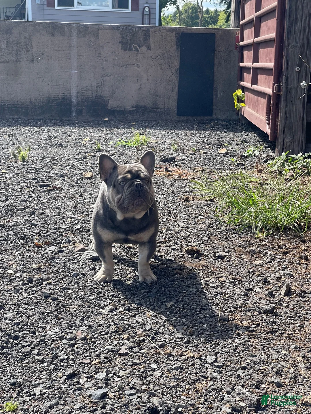 French Bulldog dogs for stud: Theo French Bulldog Stud - Ad 2