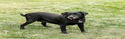 Labrador Retriever dogs for sale: Morris - Ad 4