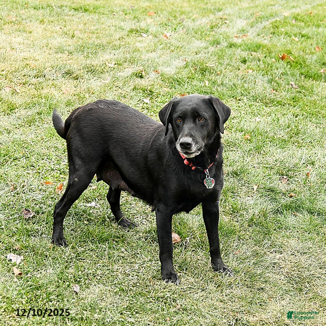 Labrador Retriever dogs for sale: Morris - Ad 4