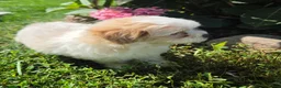 Shihpoo dogs for sale: Wendy - Ad 8