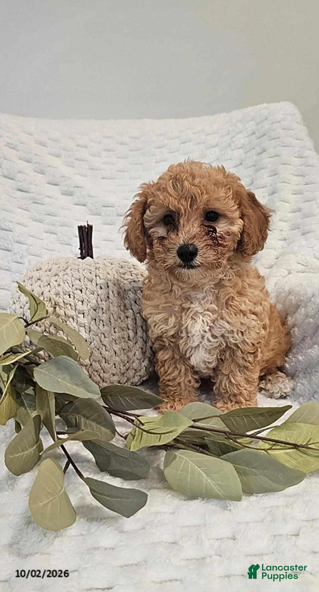 Mini Goldendoodle dogs for sale: Cuddles - Ad 1