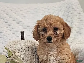 Mini Goldendoodle dogs Cuddles - Ad 1
