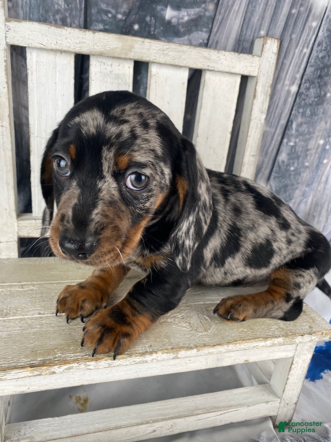 Miniature Dachshund dogs for sale: Clyde - Ad 3