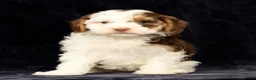 Cavapoo dogs for sale: Wendy - Ad 7