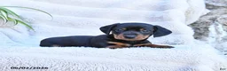 Miniature Dachshund dogs for sale: Rocky - Ad 3