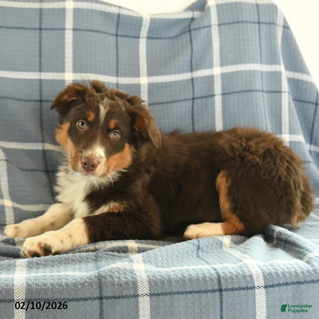 Australian Shepherd dogs for sale: Kip   - Ad 3