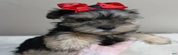 Yorkshire Terrier dogs for sale: Tiny Koda 2nd chance - Ad 5
