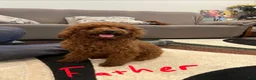 Toy Poodle dogs for sale: Mike - Ad 4