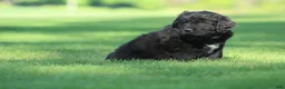 Newfoundland dogs for sale: Jed - Ad 3