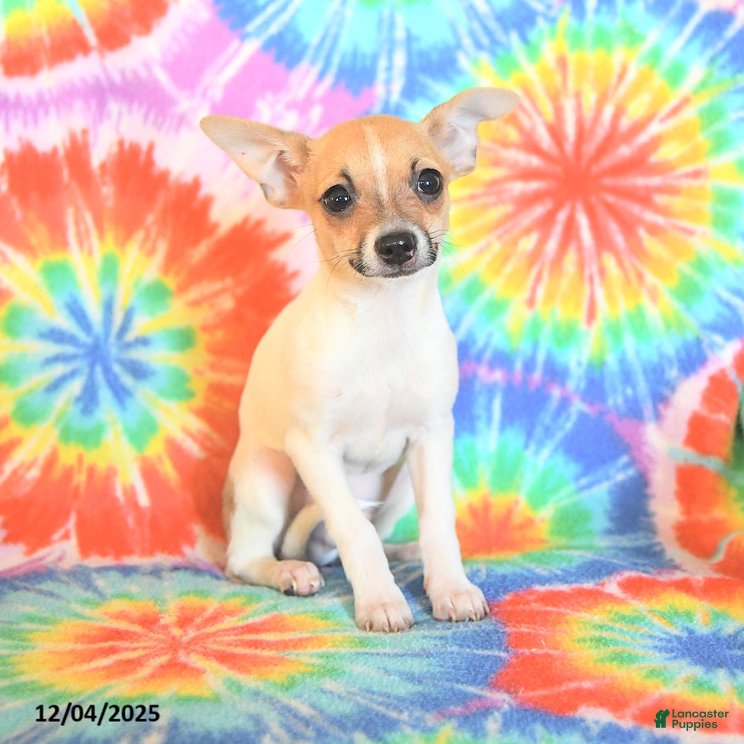 Chihuahua dogs for sale: Teddy - Ad 1