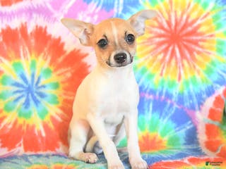 Chihuahua dogs Teddy - Ad 7