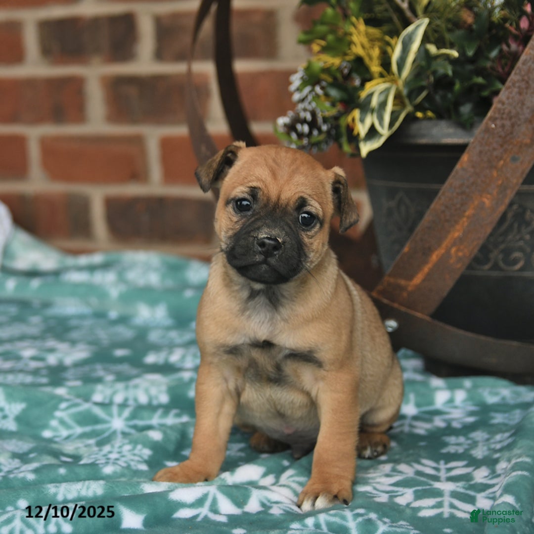 Jug dogs for sale: Snowflake  - Ad 3