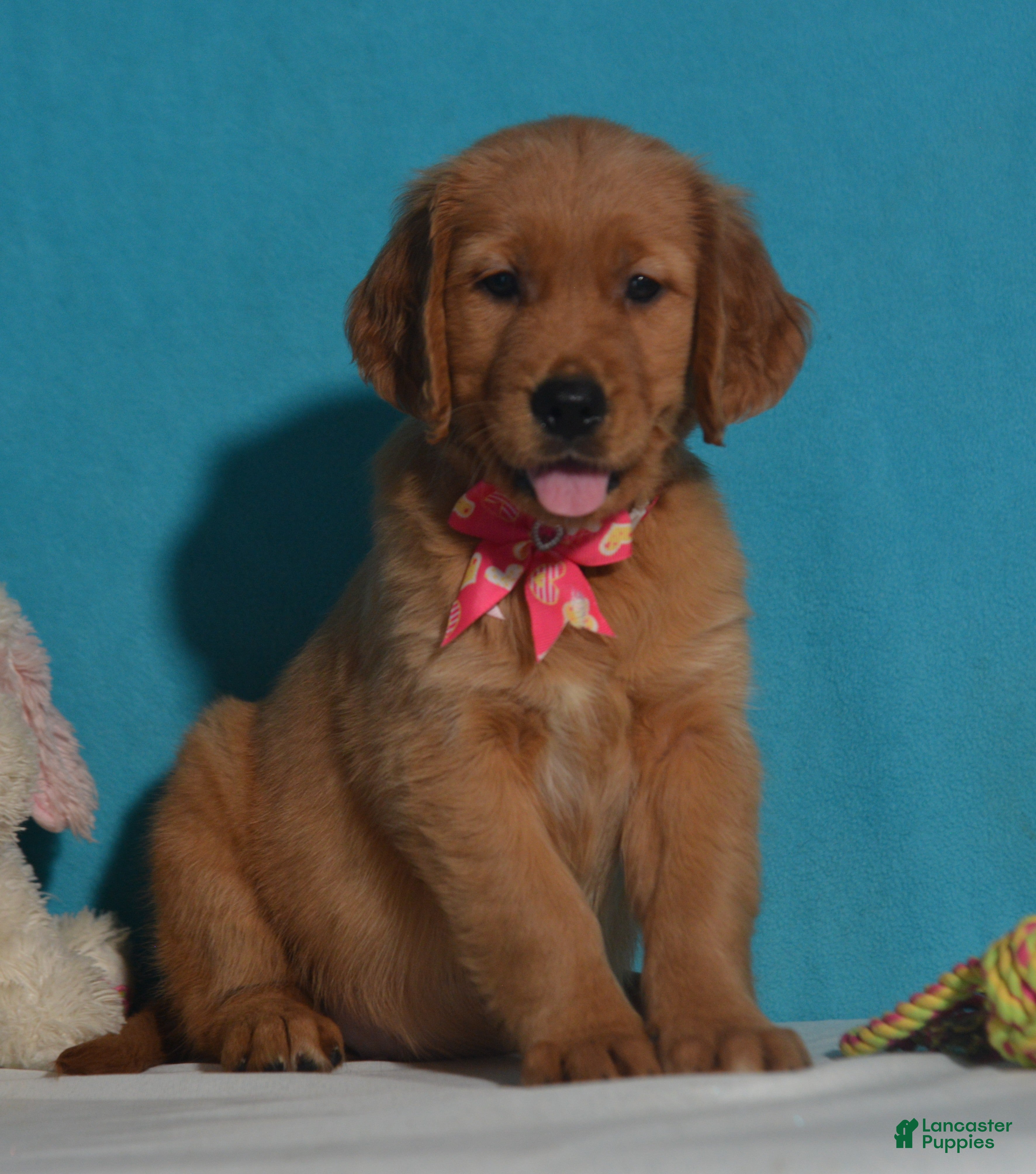 Golden Retriever dogs for sale: Bethany - Ad 1