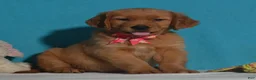 Golden Retriever dogs for sale: Bethany - Ad 1